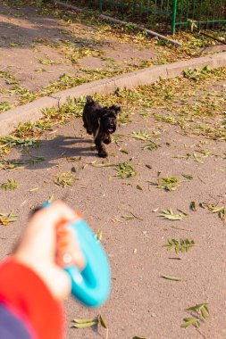 Sonbaharda bir adam parkta köpeğini tasmayla gezdirir. İlk vurulan kişi.