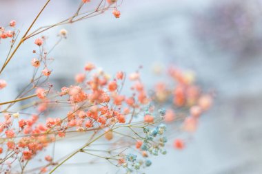 Gazetenin arka planında kuru çiçekler, seçici odak, bahar havası.