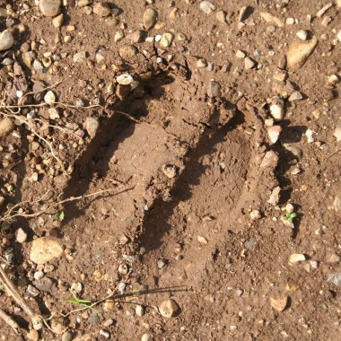 Yerde bir geyiğin ayak izinin yakın çekimi.