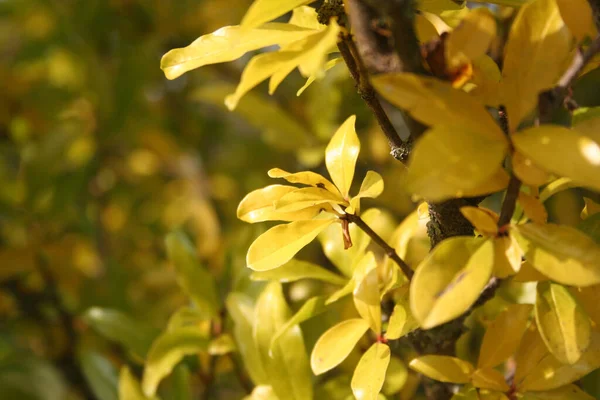 Autumn Colors Pomegranate Yellow Leaves — Stock Photo, Image