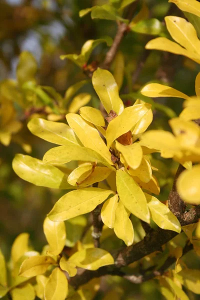 Herbstliche Farben Granatapfelgelbe Blätter — Stockfoto