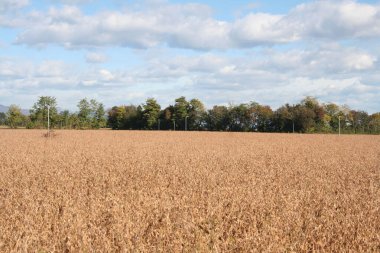 Sonbahar mevsiminde hasat etmeye hazır mavi gökyüzü ile kuru soya tarlası.