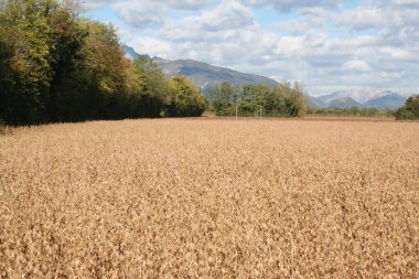 Sonbahar mevsiminde hasat etmeye hazır mavi gökyüzü ile kuru soya tarlası.