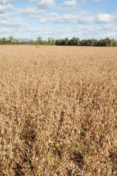 Dry Soybean field with blue sky ready to harvest on autumn season