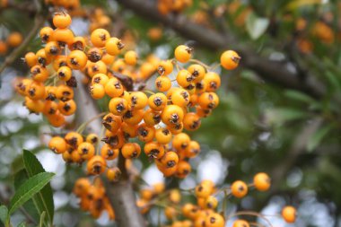 Pyracantha çalılığında bir sürü sarı dut. # Sonbaharda bahçede ateş dikeni #