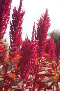 Amaranth tarlada mavi gökyüzüne karşı. Yazın Amaranthus tarlası