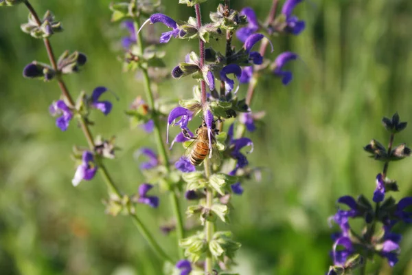 stock image Honey bee on Sage plant purple flowers in the meadow. Apis mellifera insect on Salvia pratensis in bloom 