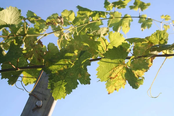 Gałąź Winorośli Świeżymi Zielonymi Liśćmi Tle Błękitnego Nieba Winnicy Północnych — Zdjęcie stockowe