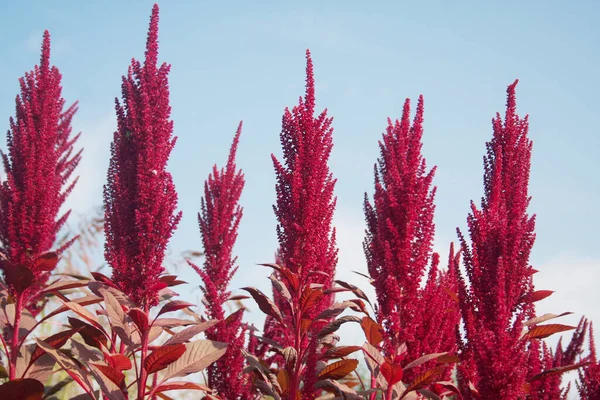 Растения Фоне Голубого Неба Поле Амарантус Летом — стоковое фото