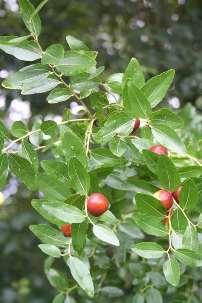 Jujube tree with ripe brown fruits on branch. Ziziphus jujuba tree in autumn