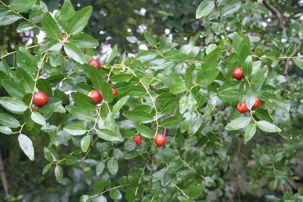 Jujube Drzewo Dojrzałymi Brązowymi Owocami Gałęzi Ziziphus Jujujuba Jesienią — Zdjęcie stockowe