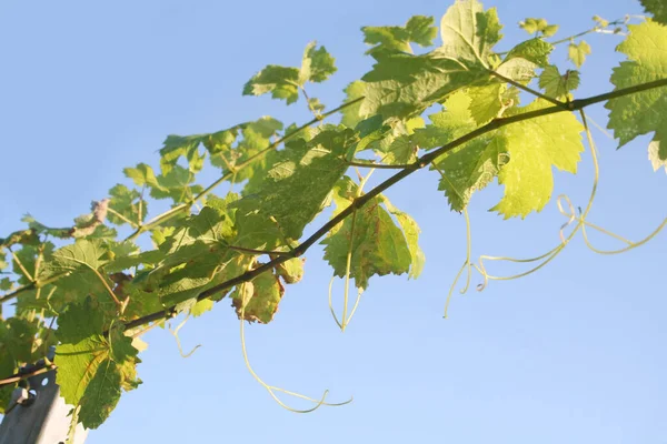 Gałąź Winorośli Świeżymi Zielonymi Liśćmi Tle Błękitnego Nieba Winnicy Północnych — Zdjęcie stockowe