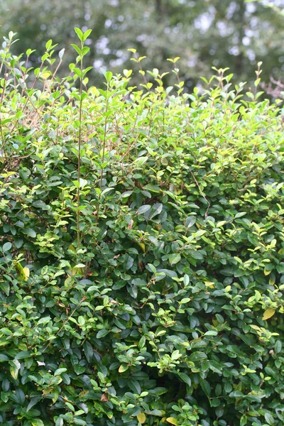 후줄근 초록색 잎들이 정원의 울타리 — 스톡 사진