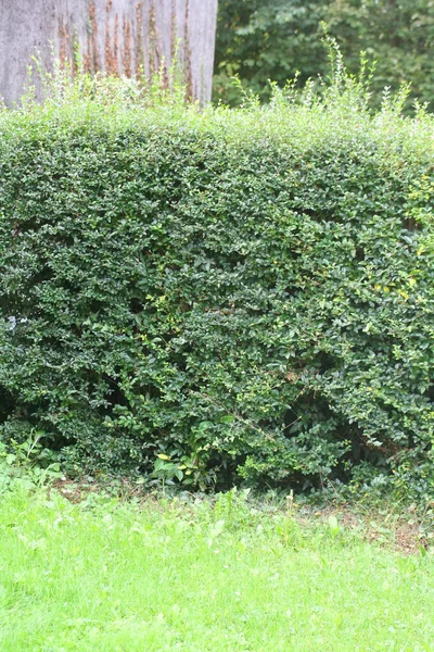 Buchsbaumhecke Garten Mit Frischem Grün — Stockfoto