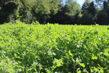 Yazın güneş ışığına karşı tarlada yetişen yonca yeşili bitkiler.