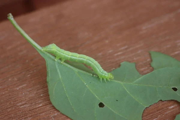 Geometridae Πράσινη Κάμπια Τρώει Ένα Πράσινο Φύλλο Οικογένεια Πεταλούδων Geometridae — Φωτογραφία Αρχείου