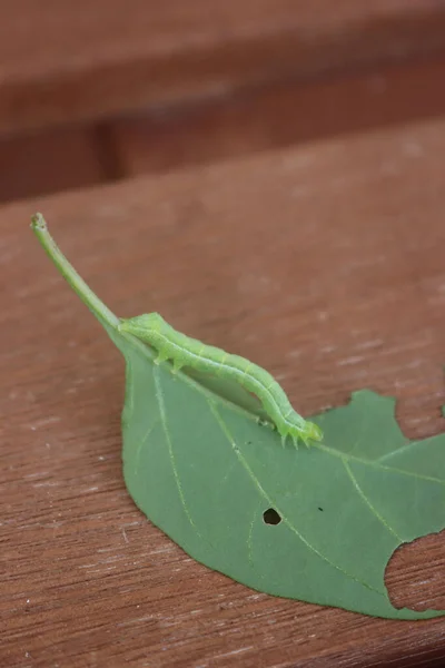 Geometridae green caterpillar eating a green leaf . Geometridae butterfly family