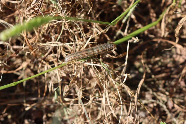Armyworm Larve Teigne Sur Feuille Herbe Verte Mythimna Unipuncta Chenille — Photo