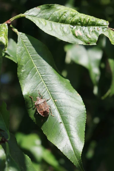 Brown Marmorated Shield Bug Green Broach Leaf Halyomorpha Halys Hmyz — Stock fotografie