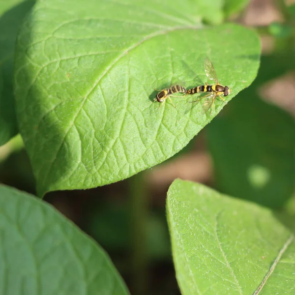 Två Episyrphus Balteatus Insekter Parar Sig Ett Grönt Potatisblad Två — Stockfoto