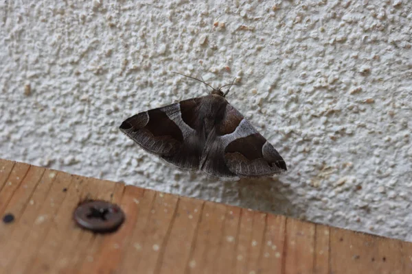 Dysgonia Algira Brown Moth Wall Selective Focus Passenger Moth — Stock Photo, Image
