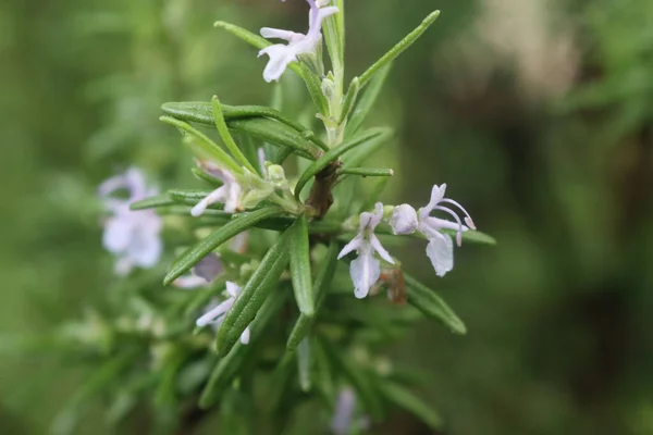 Flores Romero Violeta Rama Jardín Rosmarinus Officinalis Planta Flor — Foto de Stock