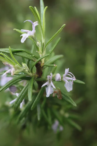 Flores Romero Violeta Rama Jardín Rosmarinus Officinalis Planta Flor — Foto de Stock