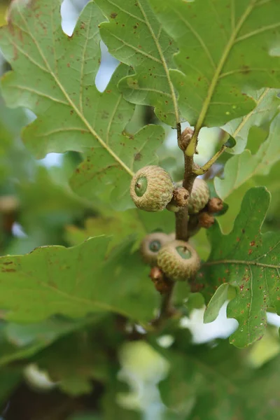 Nozes Acorn Verdes Que Crescem Ramos Verão Close Árvore Quercus — Fotografia de Stock