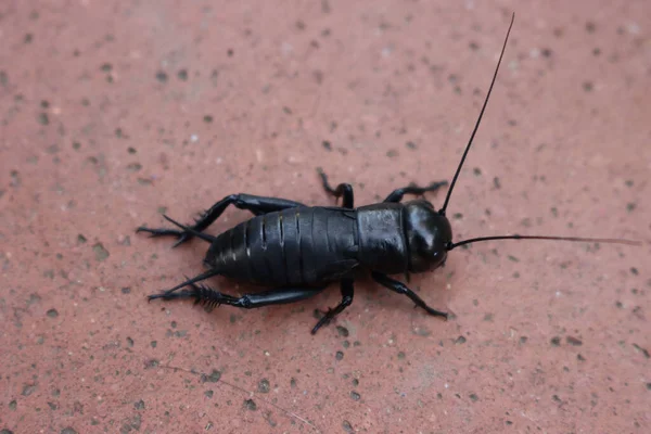 Vue Dessus Cricket Champ Noir Européen Gryllus Campestris — Photo