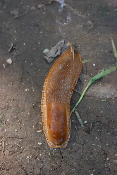 Μεγάλο Red Slug Στο Έδαφος Στον Κήπο Άριον Ρούφους Αγροτικός — Φωτογραφία Αρχείου