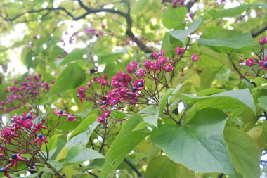 Mavi böğürtlenli ve pembe çiçekli katip trichotomum ağacı. Ayrıca Harlequin Glorybower, Glorytree veya Peanut Butter Tree de denir.
