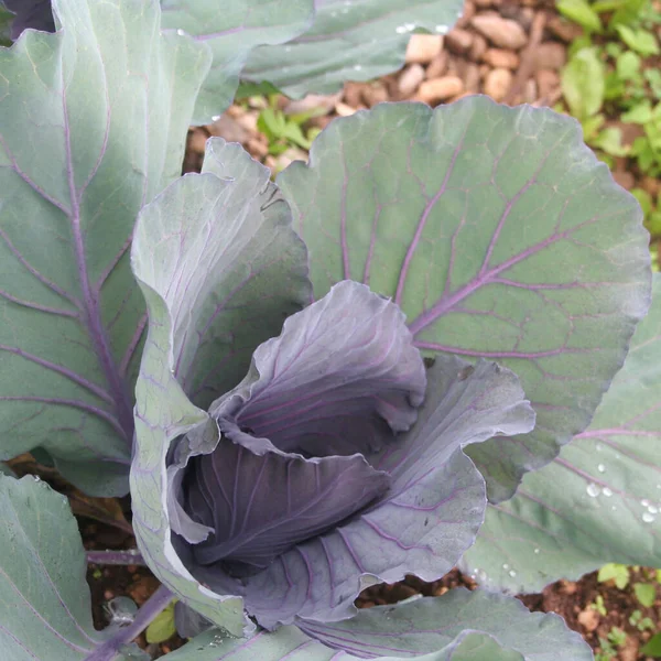 Jeune Chou Violet Rouge Poussant Dans Potager Saison Hivernale — Photo