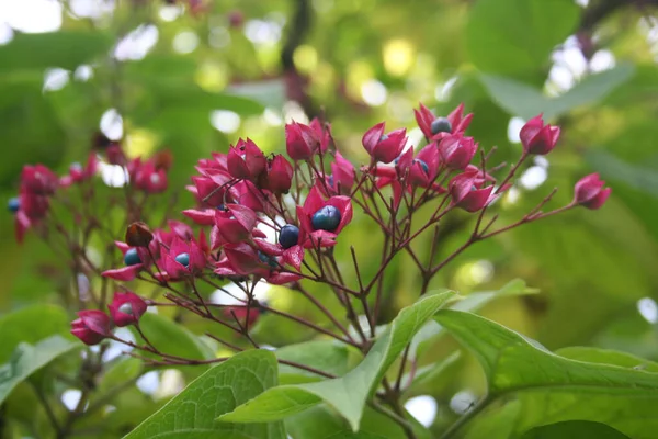 Mavi böğürtlenli ve pembe çiçekli katip trichotomum ağacı. Ayrıca Harlequin Glorybower, Glorytree veya Peanut Butter Tree de denir.