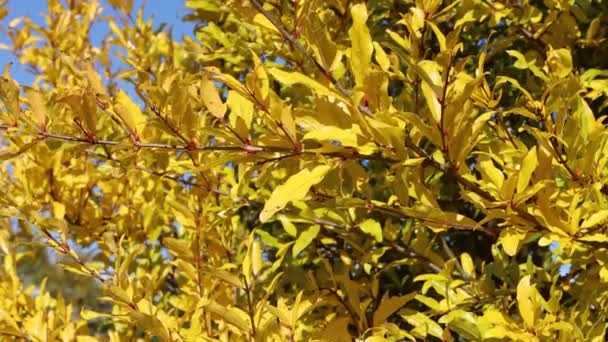 Gránátalma Gyönyörű Sárga Levelekkel Kék Ellen Punica Granatum Ősszel Kertben — Stock videók