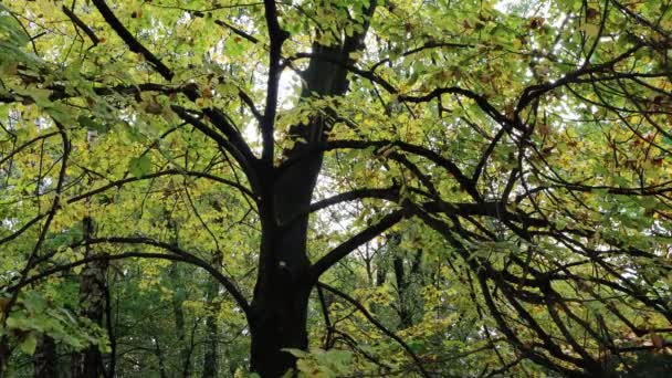 Lindenovník Podzim Mnoha Žlutými Listy Tiliatree Zahradě — Stock video