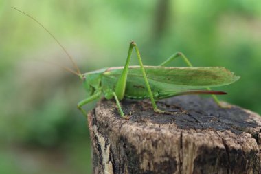 Bahçedeki yeşil çekirgeye yakın çekim. Konocephalus fuscus