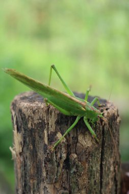Bahçedeki yeşil çekirgeye yakın çekim. Konocephalus fuscus
