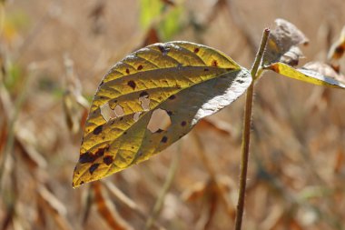Güneş ışığına karşı hasat etmeye hazır kuru fasulye bitkilerinin yakın çekimi. En fazla ekilmiş Glycine 