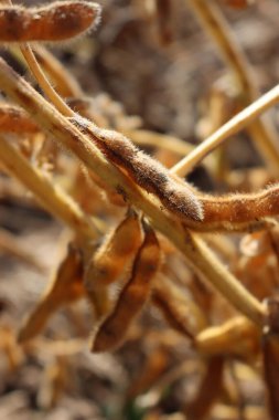 Güneşli bir günde hasat edilecek kuru fasulye tarlasının yakın çekimi. En fazla ekilmiş Glycine 