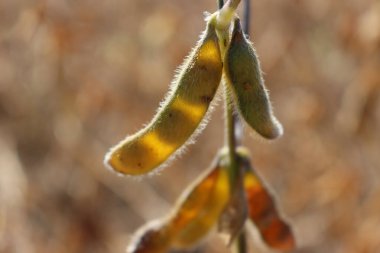 Güneş ışığına karşı hasat etmeye hazır kuru fasulye bitkilerinin yakın çekimi. En fazla ekilmiş Glycine 