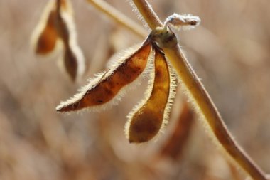 Güneş ışığına karşı hasat etmeye hazır kuru fasulye bitkilerinin yakın çekimi. En fazla ekilmiş Glycine 