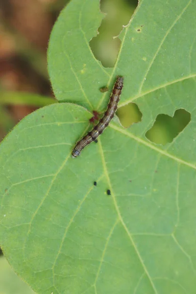 Primer Plano Una Oruga Comiendo Una Hoja Verde Algodón Campo — Foto de Stock