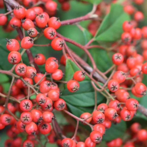 Cotoneaster Lacteus Buisson Avec Des Baies Rouges Fumier Sur Les — Photo