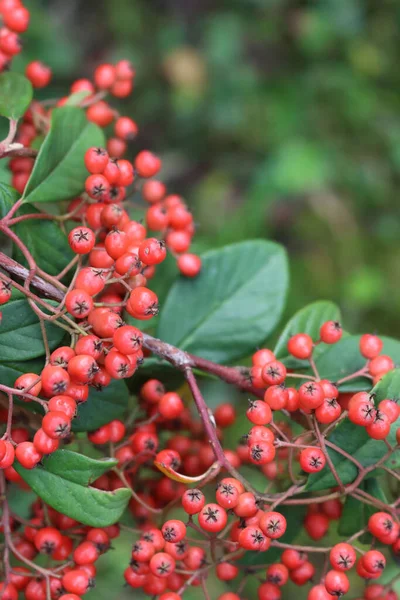 Arbusto Cotoneaster Lacteus Con Manry Bayas Rojas Las Ramas Temporada —  Fotos de Stock