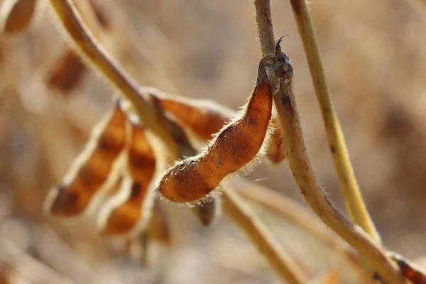 Close-up of  dry Soybean plants ready to harvest against sunlight. Cultivated Glycine max