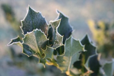 Yeşil yapraklar ve Holly ağacının kırmızı meyveleri üzerinde donmuş. Ilex ailesi