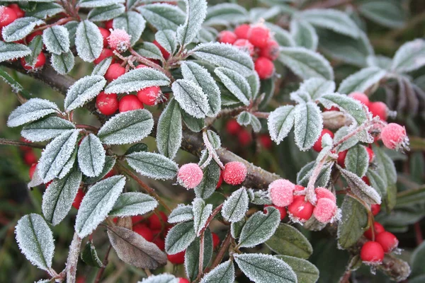 Hojas Verdes Congeladas Bayas Rojas Cotoneaster — Foto de Stock