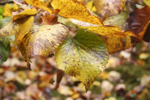 Gros Plan Des Feuilles Jaunes Tilleul Automne Dans Jardin — Photo