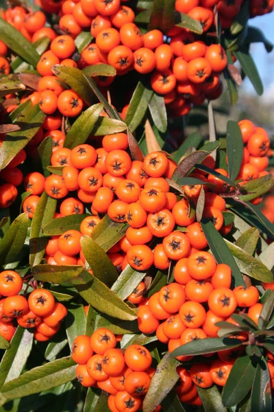 Pyracantha Firethorn Orange Berries Bush Garden Sunny Day — Stock Photo, Image