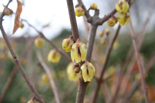 Chimonanthus Praecox Calycanthus Çalısı Kışın Tatlı Çalıların Sarı Çiçekleri — Stok fotoğraf